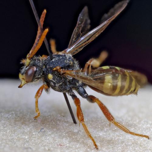 Nomada marshamella